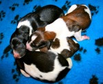 Solnyshko Puppies (07)